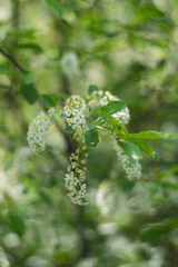 Spring flowering bird cherry on the green blurred background. Selective focus.