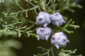 Macro photography, insects and plants in spring