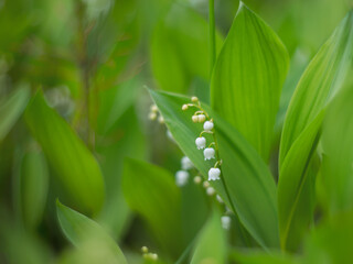White flowers of May Lily of the valley (lat. Convallaria) on a natural blurred green background. Selective focus.