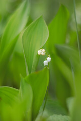 White flowers of May Lily of the valley (lat. Convallaria) on a natural blurred green background. Selective focus. Medicinal plant.