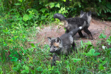 Naklejka na ściany i meble Red Fox (Vulpes vulpes) Kits Frolic Outside Den Summer