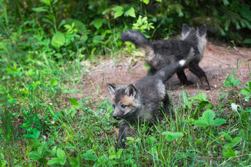 Red Fox (Vulpes vulpes) Kits Frolic Outside Den Summer