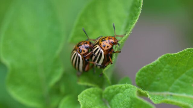 A female and male Colorado beetle sit on a potato leaf and mate