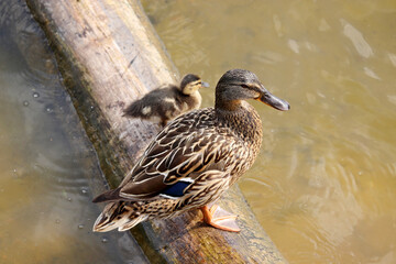 Obraz premium Mallard duck with duckling stands on a log in a lake. Female wild duck with baby bird in summer