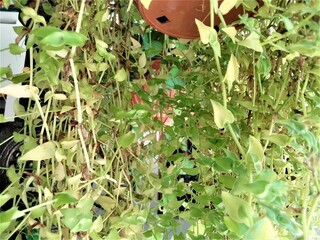 climping plants in indoor of houses