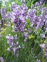 beautiful blooming purple lavender inflorescences soft focus
