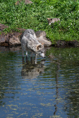 Grey Wolf (Canis lupus) Wades Into Water Watched by Pup on Island Summer