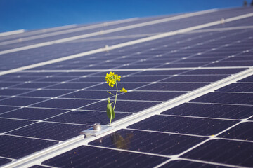 Beautiful view of the solar station on the field. Renewable green energy of the sun.