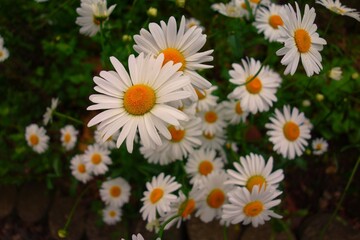 草原の白い雛菊