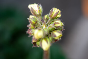 Macro photography, insects and plants in spring