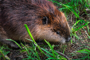 Close Up of Adult Beaver (Castor canadensis) Sitting in Grass Summer