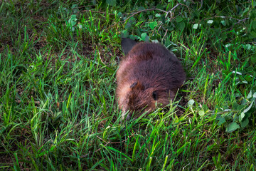 Adult Beaver (Castor canadensis) Takes a Snooze in the Grass Summer