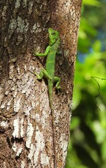 Nilgiri Forest Lizard