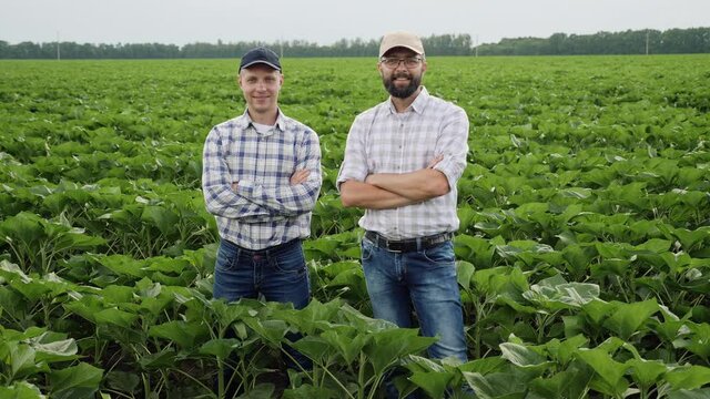 Portrait of two smiling successful farmers in a green sunflower field, men stand in the middle of the field and look at the camera