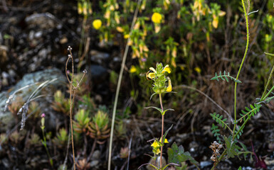 Macro photography, insects and plants in spring