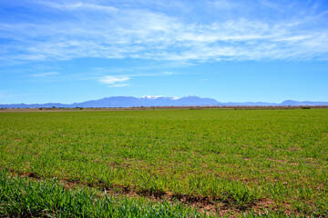 green field and blue sky