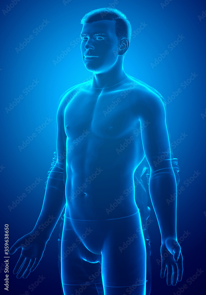 Wall mural 3d rendered illustration of the male body