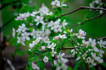Branches with white flowers in garden on blurred green background