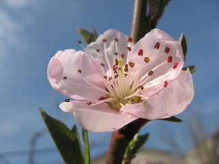 cherry flower close-up