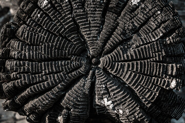 Obraz premium Burned wooden house. Coal log.