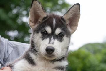 portrait eines schwarz weißen huskywelpen mit maske der direkt in die kamera schaut