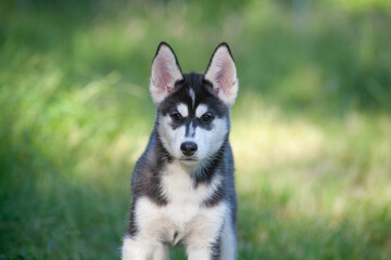 niedlicher siberian husky welpe mit großen ohren entdeckt die natur auf einer wiese