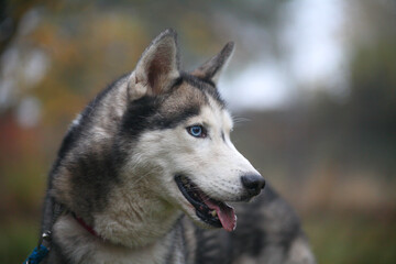 lächelnder siberian husky rüde im portrait mit schönen herbstfarben im hintergrund © Andreas