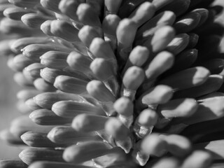 black and white flower