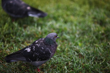 pigeon in the park