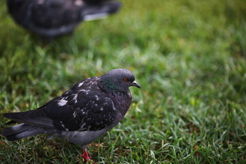 pigeon on the grass