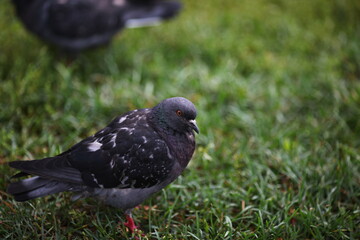 pigeon on the grass