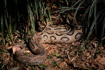 dangerous and scary golden cobra snake in the grass