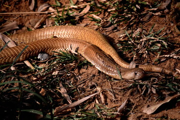 Dangerous and scary Golden Cobra on the grass