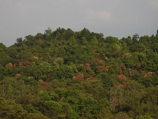 Rain forest Canopy colours, Nilgiris