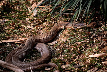 scary cobra golden snake in the grass