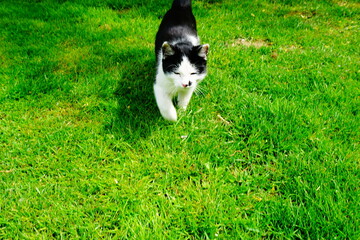 Czarno biały kot na soczyście zielonej trawie - obrazy, fototapety, plakaty