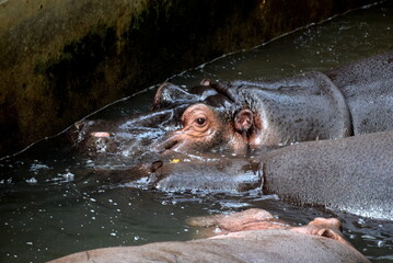 hippopotamus in water