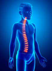 Backbone intervertebral disc anatomy