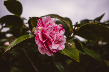 Pink flower in the garden