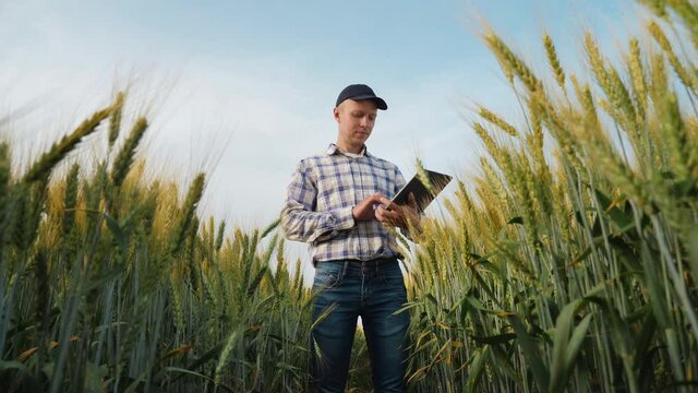 Young farmer works with a digital tablet in a wheat field, smart farm and quality control