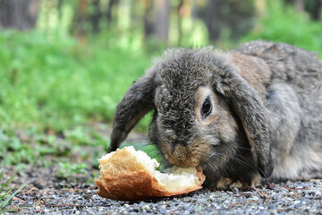Gray rabbit eating a crust of bread in a pine forest © Вадим Горбенко