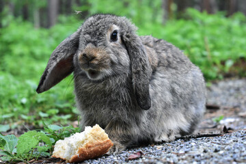 Gray rabbit eating a crust of bread in a pine forest © Вадим Горбенко