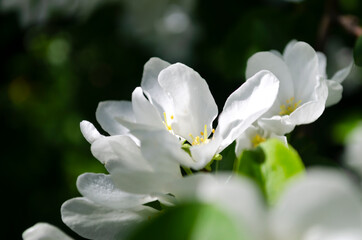Blooming apple tree. White flowers. Spring flowering. Pollen. Stamen. Petal.