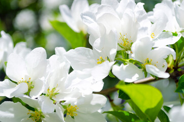 Blooming apple tree. White flowers. Spring flowering. Pollen. Stamen. Petal.