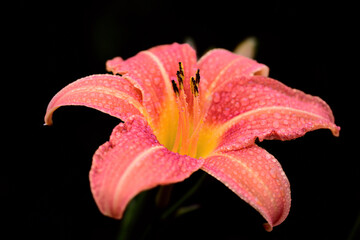 Close-up of an orange day lily with drops of water after the rain, against a dark background