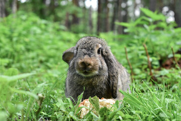 Gray rabbit eating a crust of bread in a pine forest