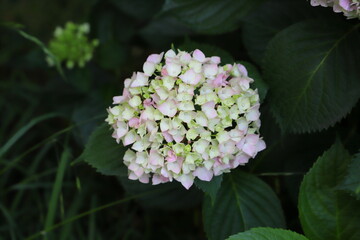 ソフトピンク色のアジサイの花