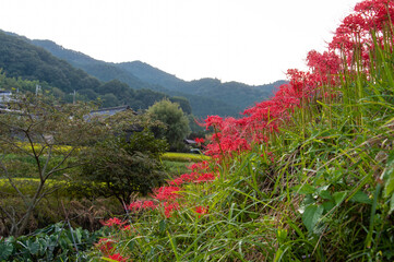 農村部の斜面に咲く彼岸花