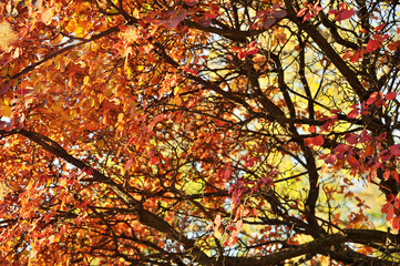 The autumn leaves on blue sky background.