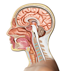 3d rendered, medically accurate illustration of Cross section of female head